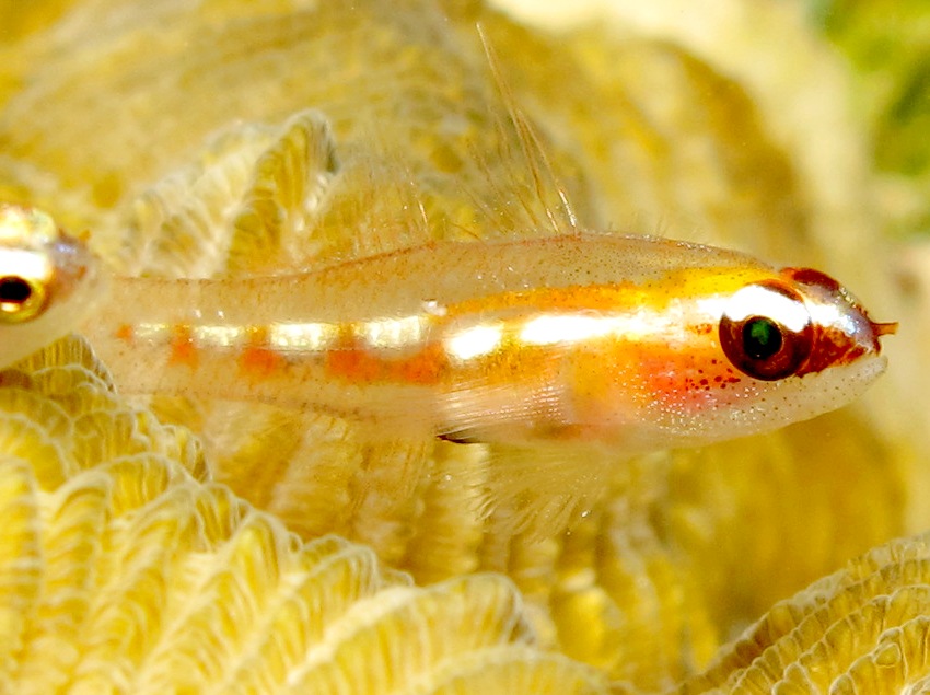 Masked/Glass Goby - Coryphopterus personatus/hyalinus