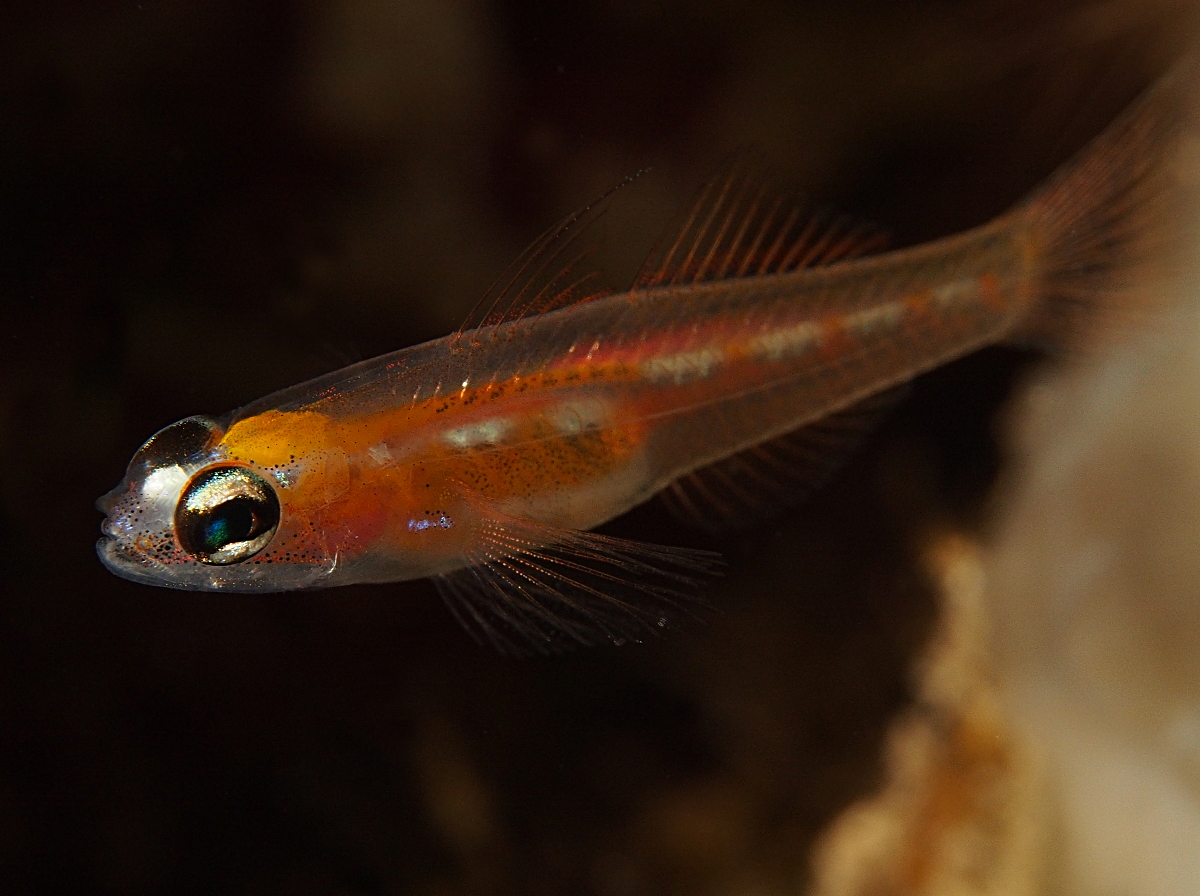 Masked/Glass Goby - Coryphopterus personatus/hyalinus