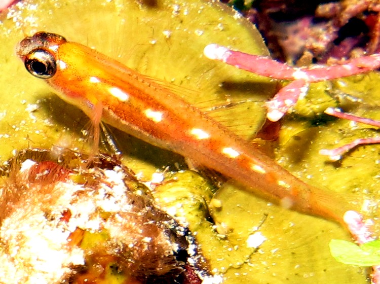 Masked/Glass Goby - Coryphopterus personatus/hyalinus
