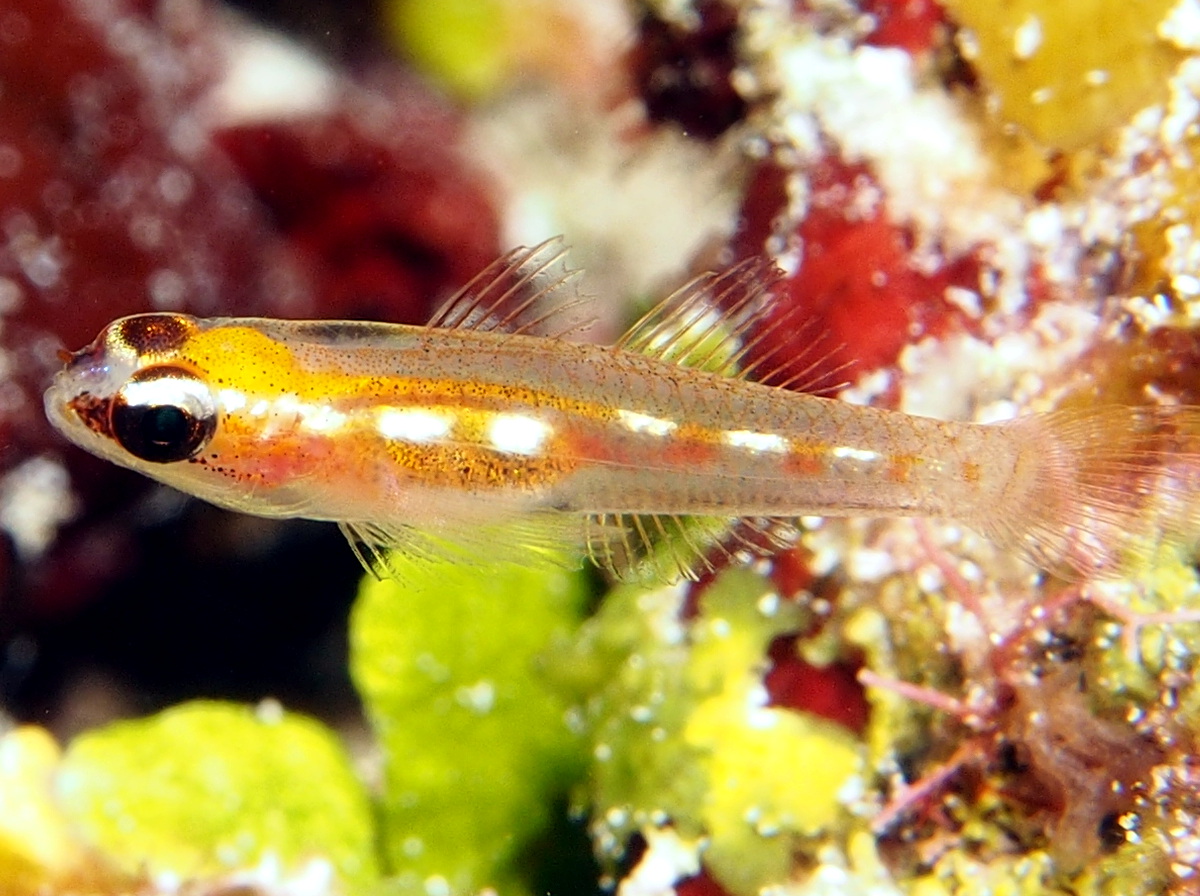 Masked/Glass Goby - Coryphopterus personatus/hyalinus