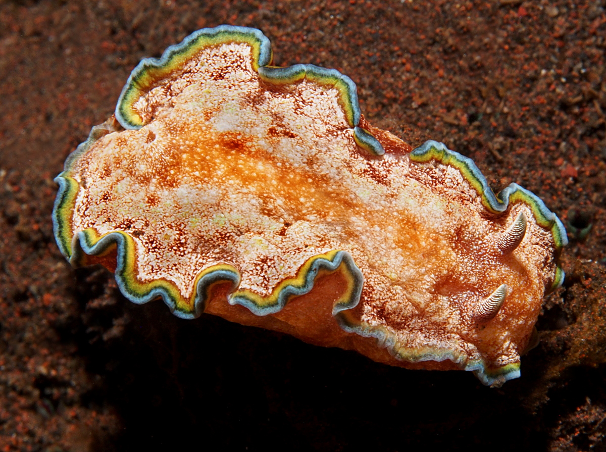 Girdled Glossodoris - Glossodoris cincta