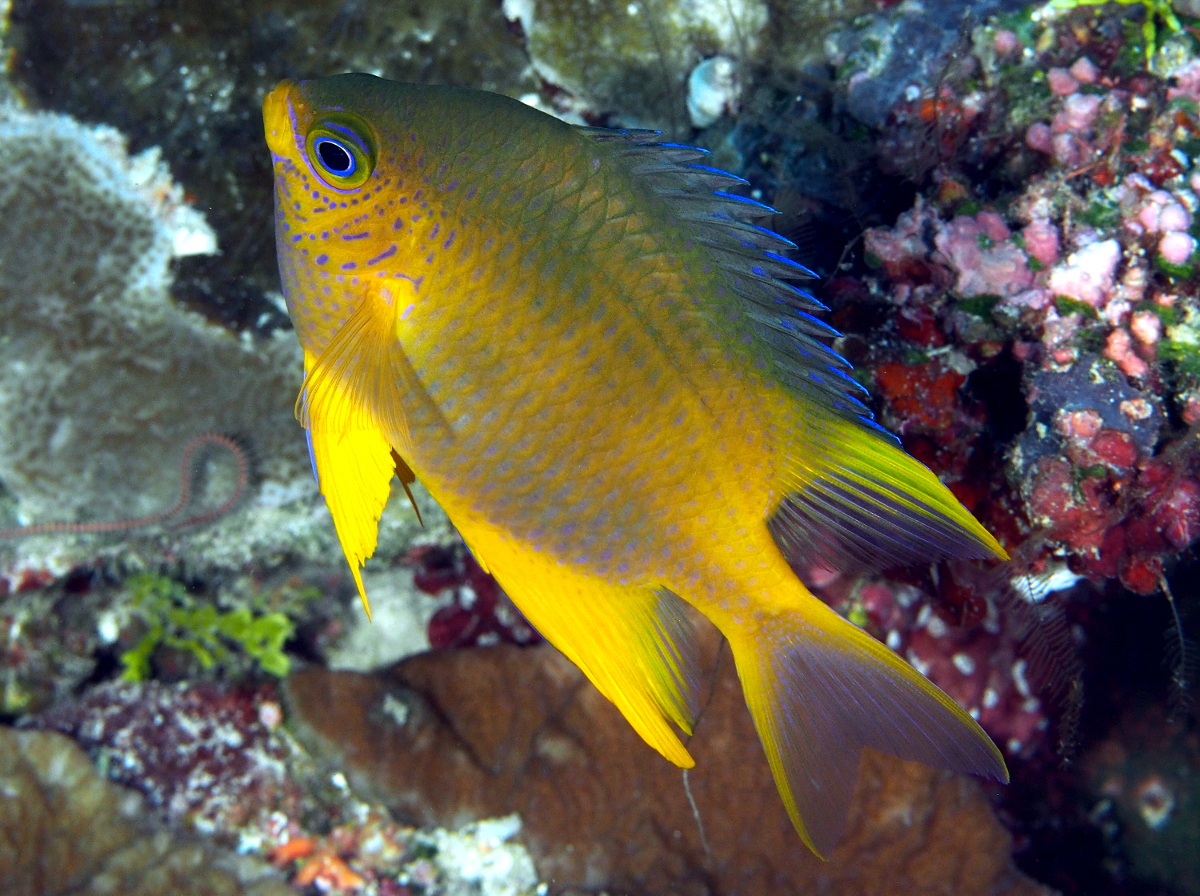 Golden Damselfish - Amblyglyphidodon aureus
