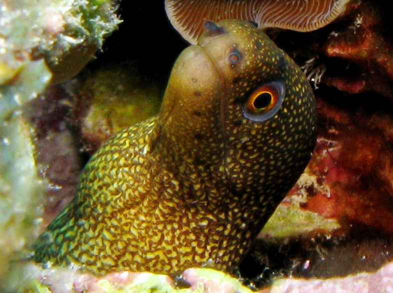 Goldentail Moray Eel - Gymnothorax miliaris
