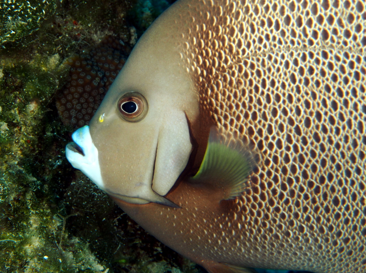 Gray Angelfish - Pomacanthus arcuatus