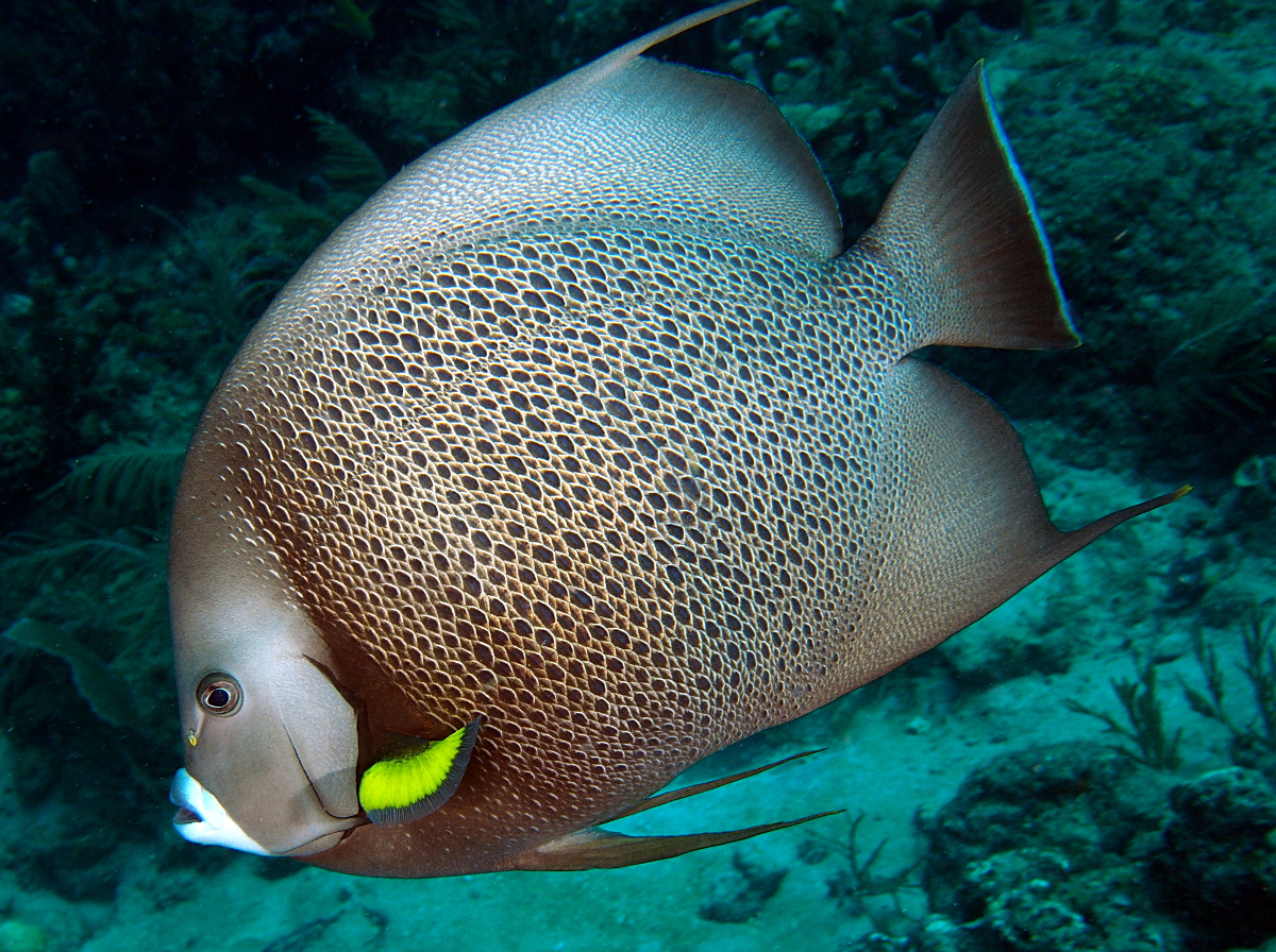 Gray Angelfish - Pomacanthus arcuatus