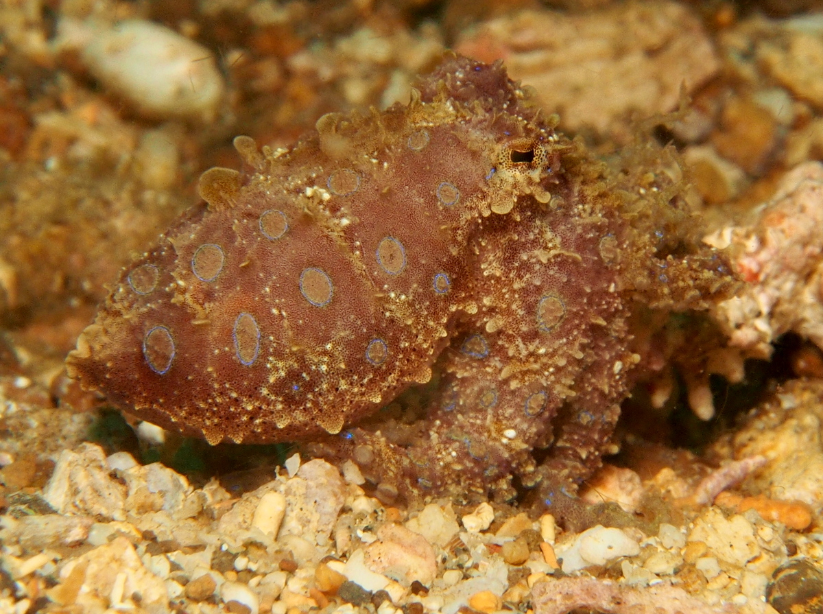 Greater Blue-Ringed Octopus - Hapalochlaena lunulata