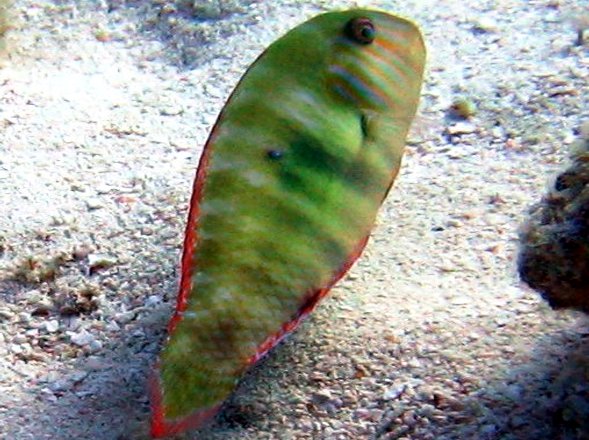 Green Razorfish - Xyrichtys splendens