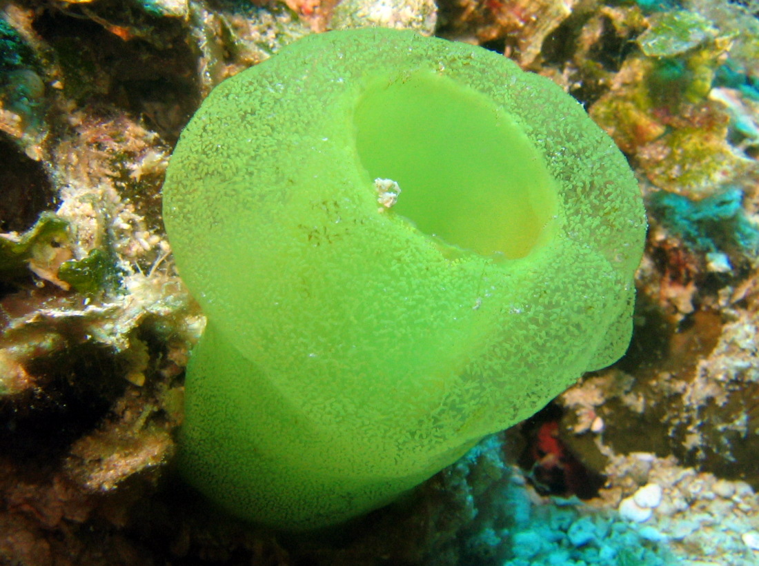 Green Tube Tunicate - Ascidia sydneiensis