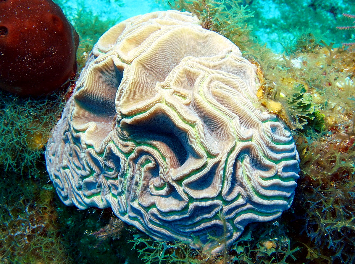 Grooved Brain Coral - Diploria labyrinthiformis