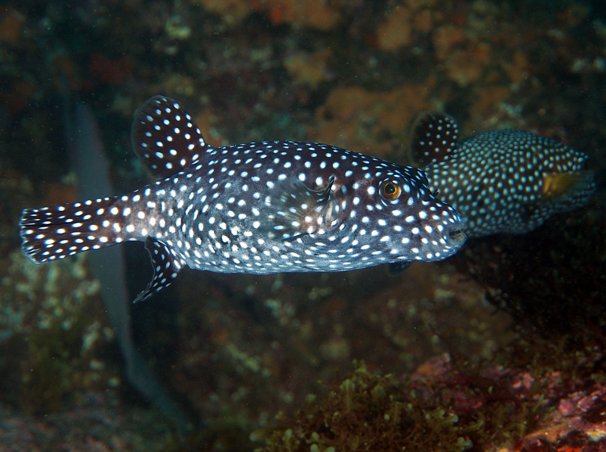 Guineafowl Puffer - Arothron meleagris