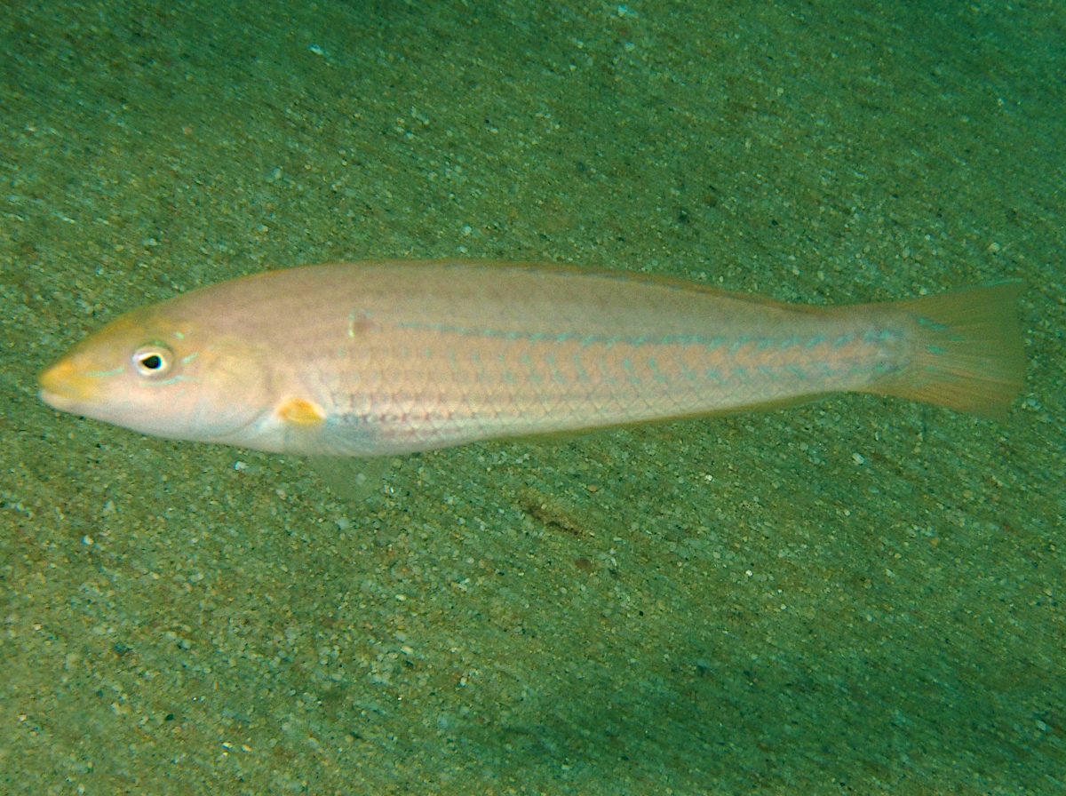 Chameleon Wrasse - Halichoeres dispilus
