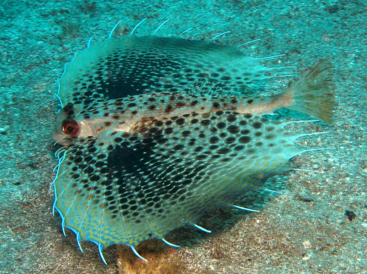 Helmut Gurnard - Dactyloptena orientalis
