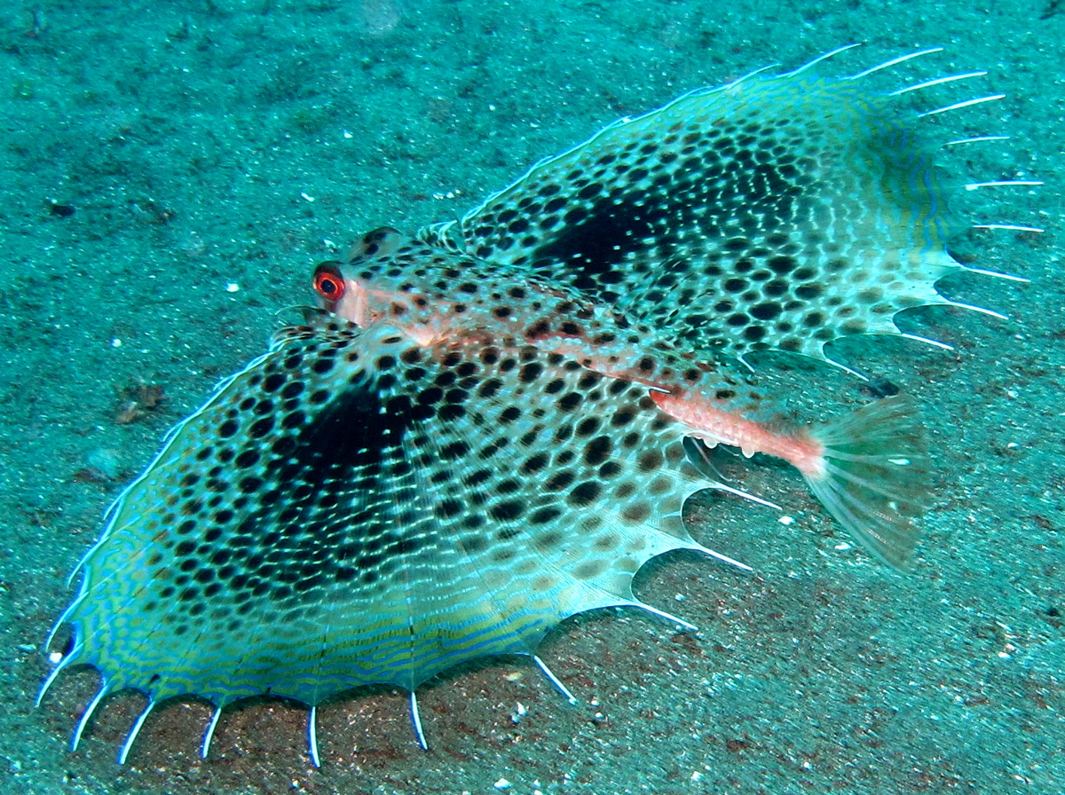 Helmut Gurnard - Dactyloptena orientalis