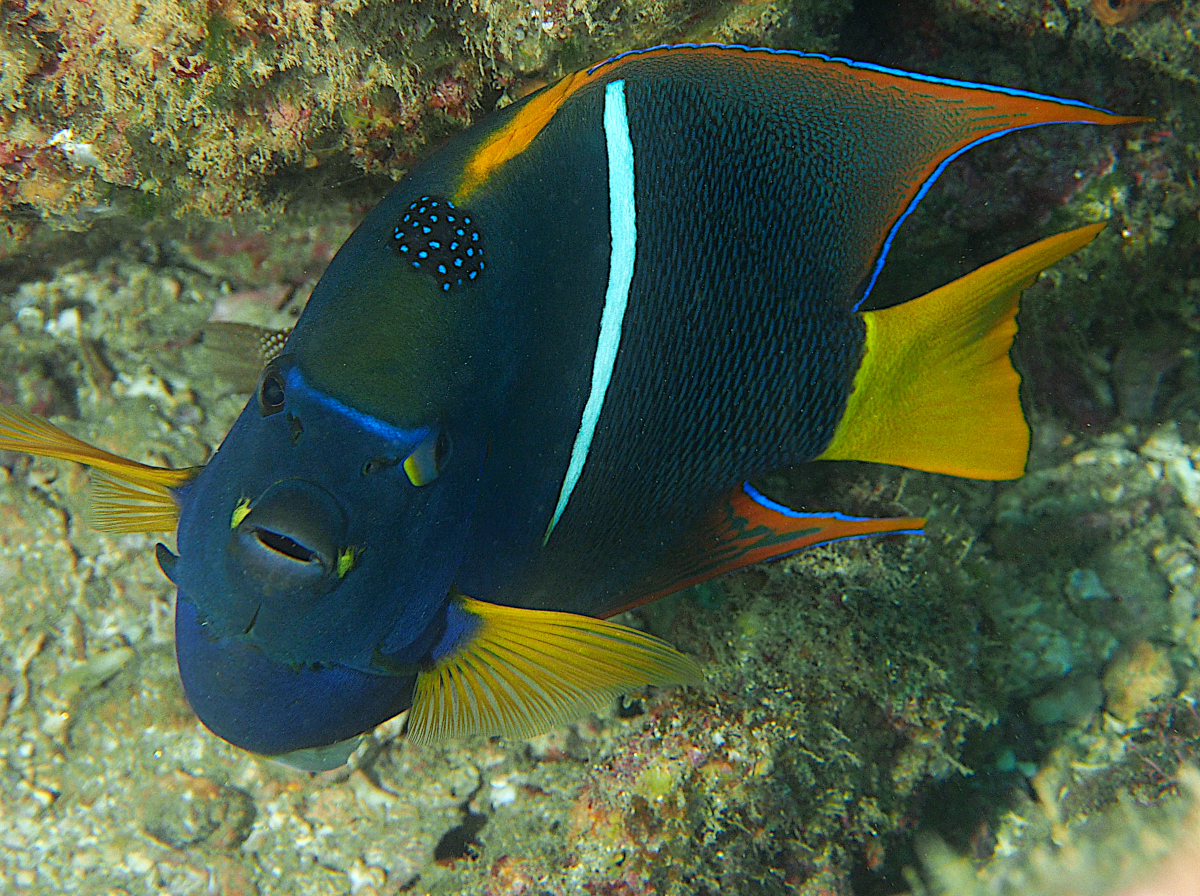 King Angelfish - Holacanthus passer