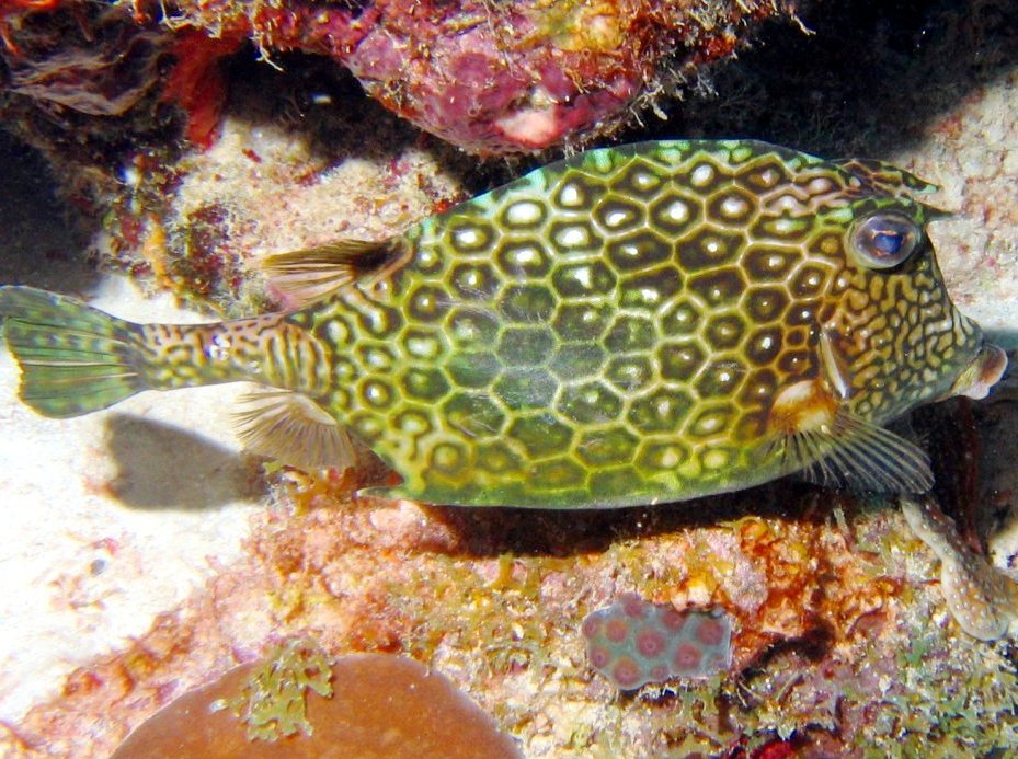 Honeycomb Cowfish - Acanthostracion polygonius