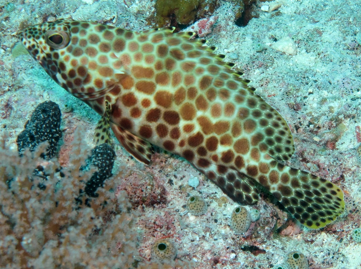 Honeycomb grouper - Epinephelus merra