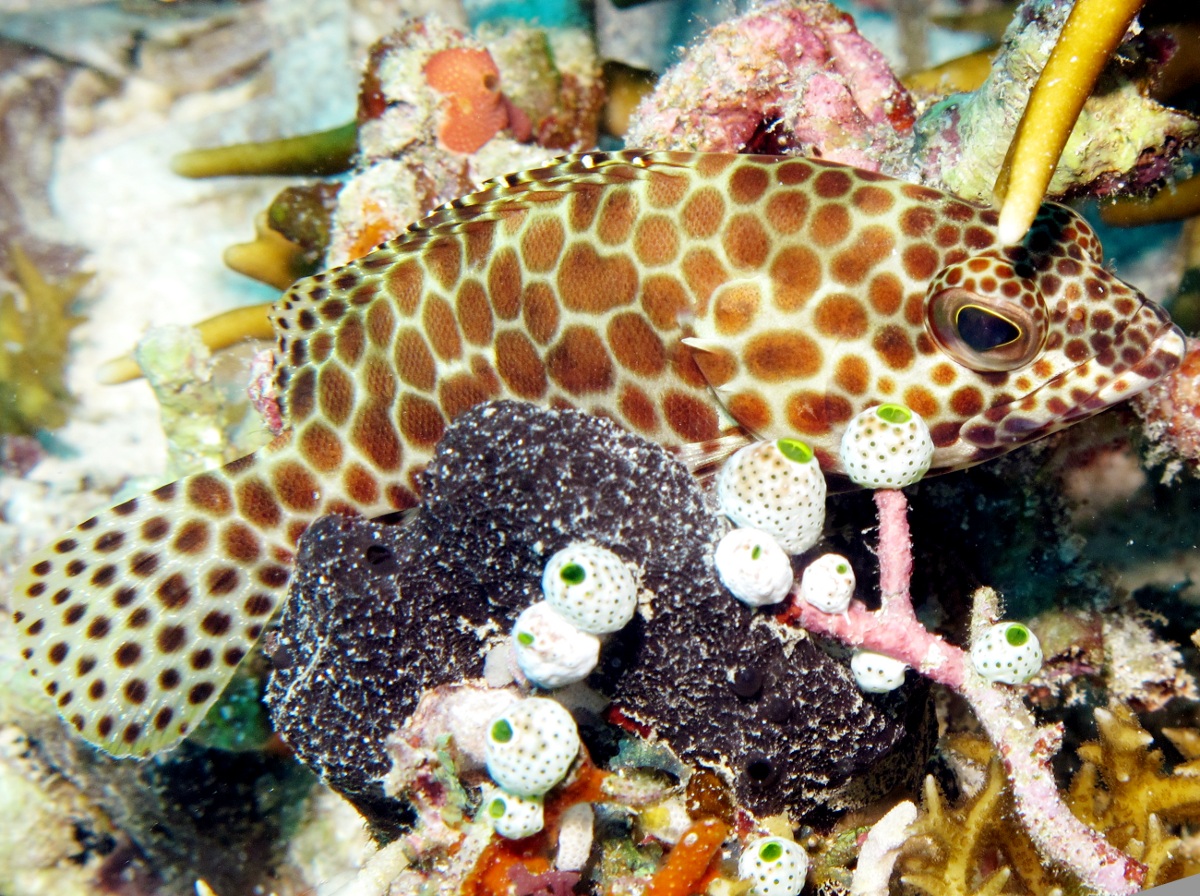 Honeycomb grouper - Epinephelus merra