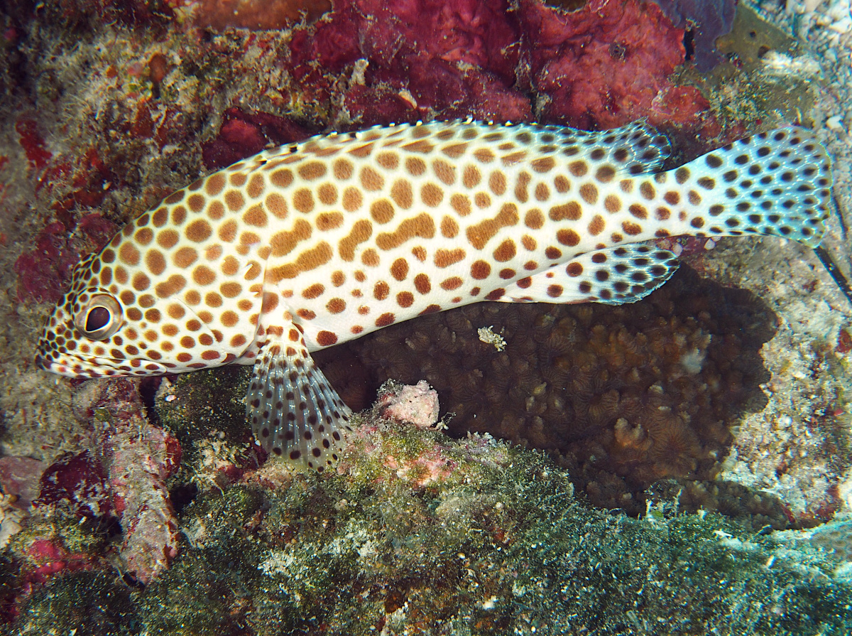 Honeycomb grouper - Epinephelus merra