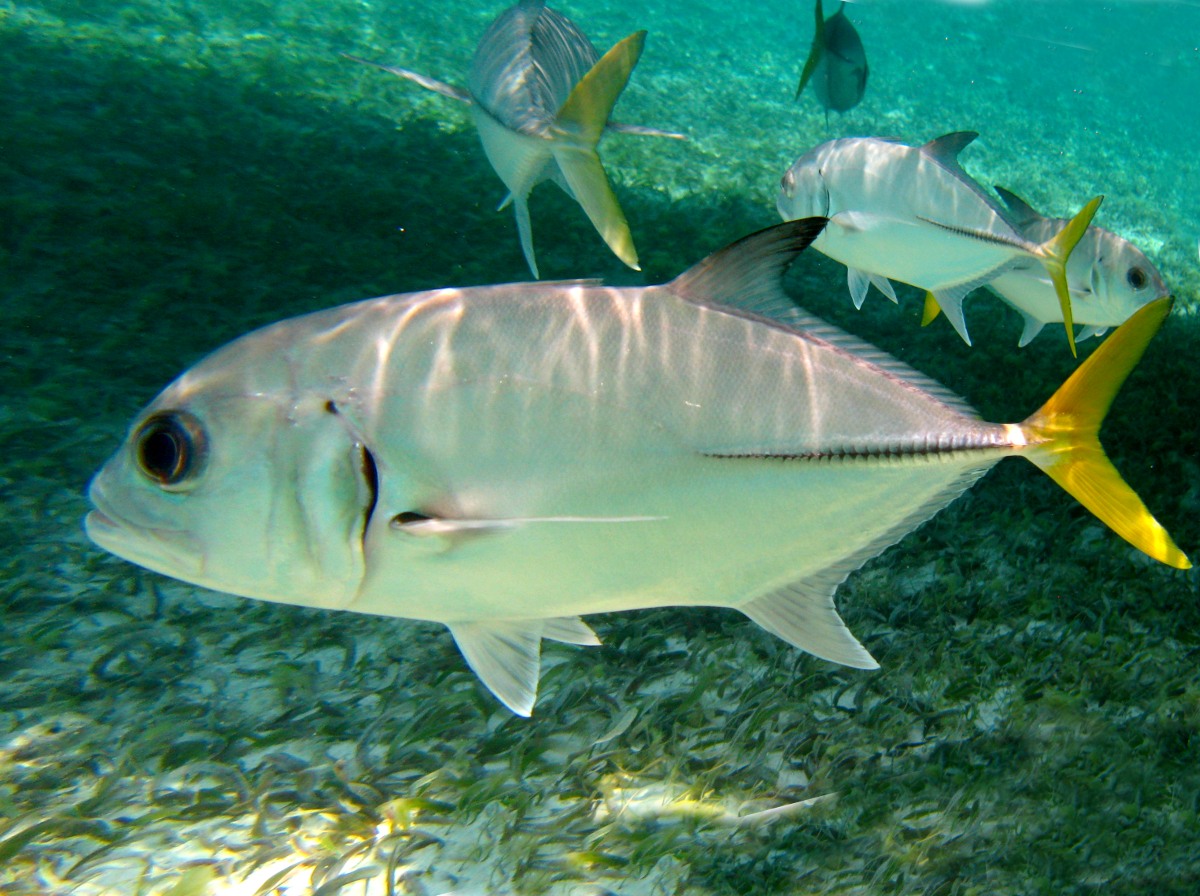 Horse-Eye Jack - Caranx latus