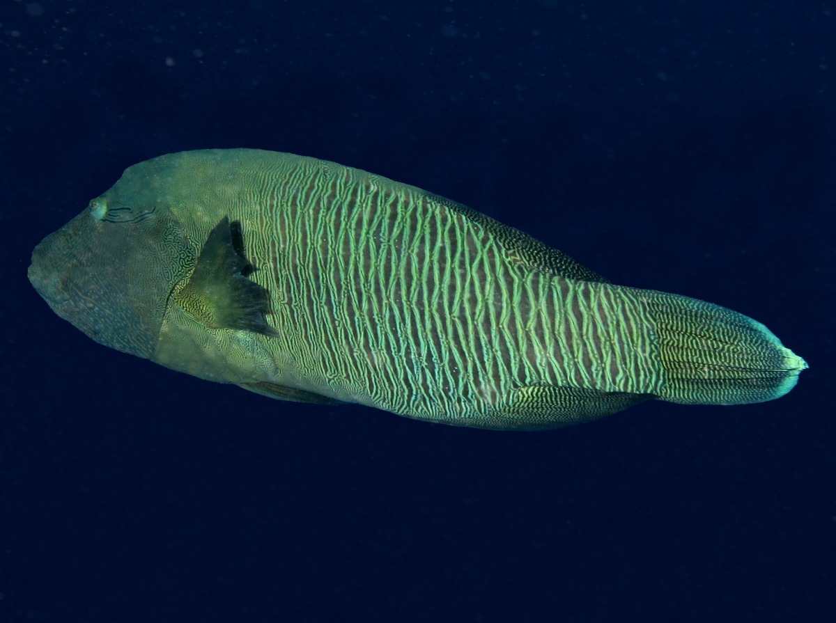 Humphead Wrasse - Cheilinus undulatus