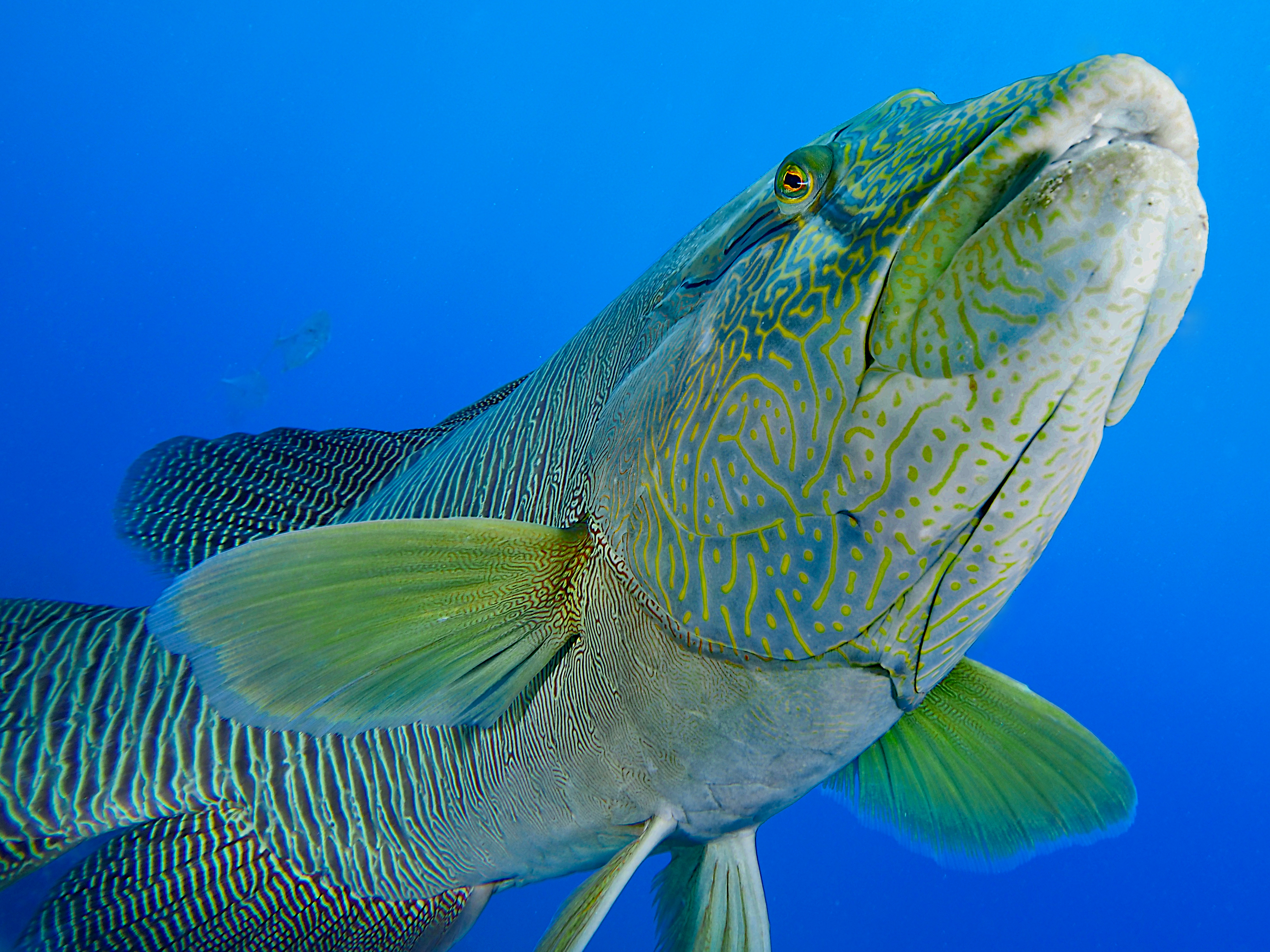 Humphead Wrasse - Cheilinus undulatus
