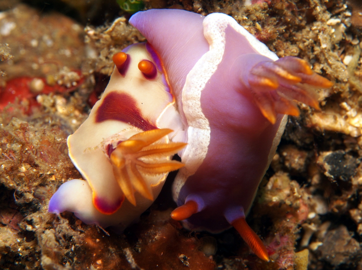 Bullock's Hypselodoris - Hypselodoris bullockii