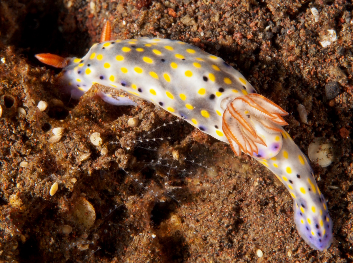 Colorful Hypselodoris - Hypselodoris infucata