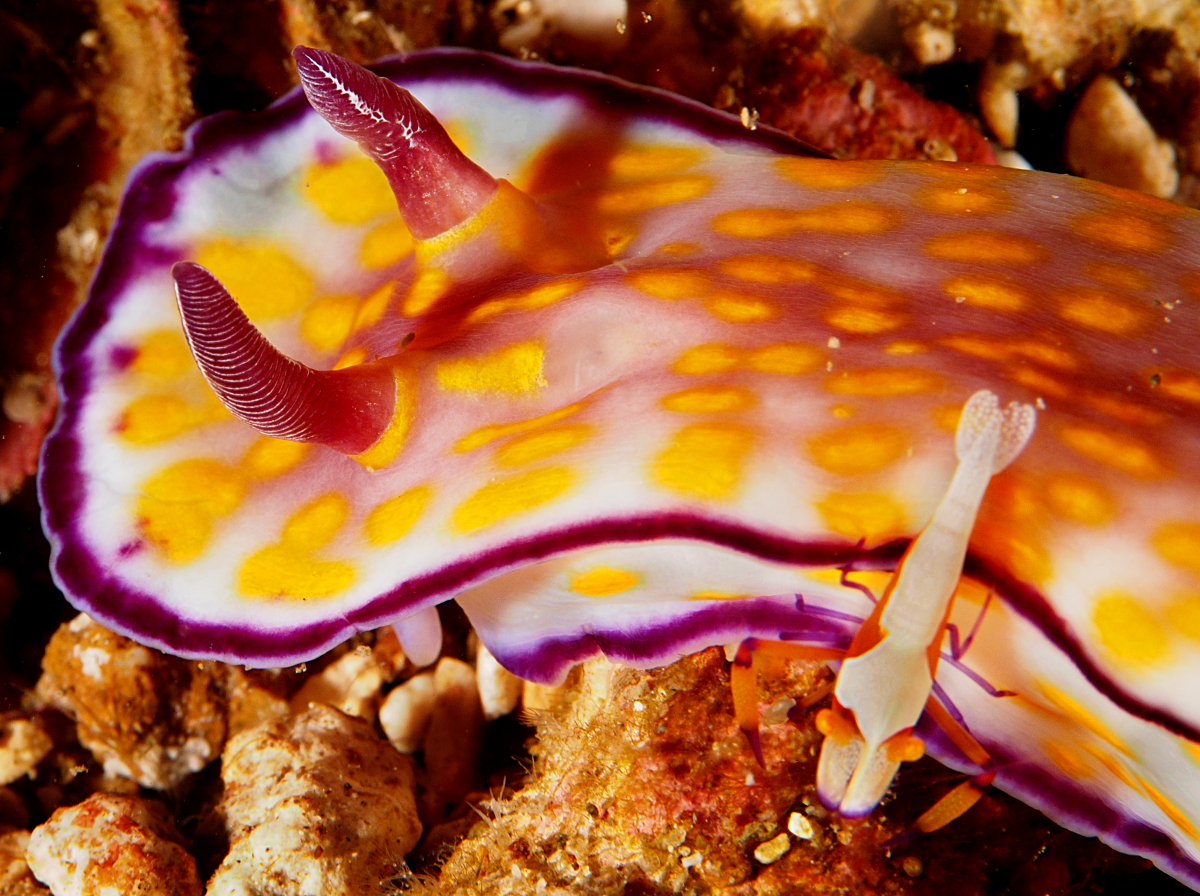 Beautiful Risbecia - Hypselodoris pulchella