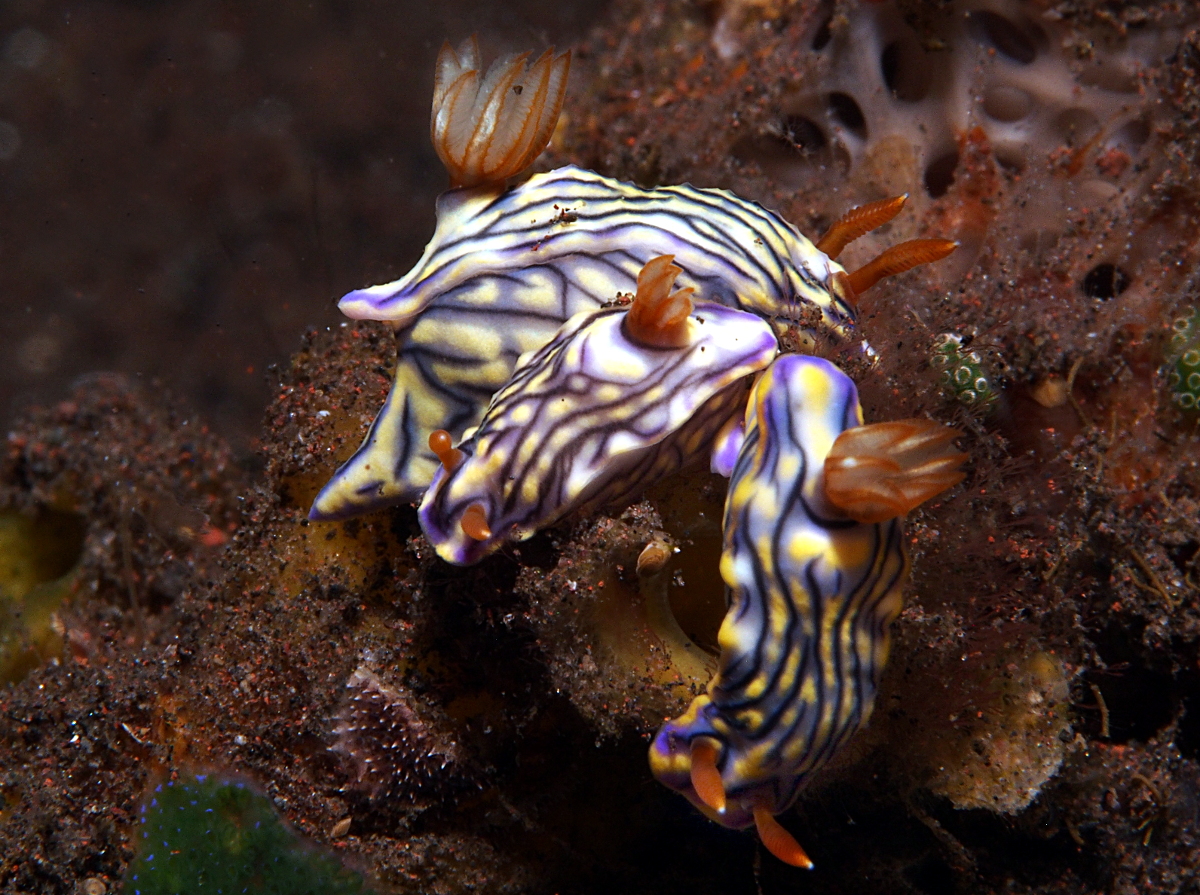 West Wind Hypselodoris - Hypselodoris zephyra