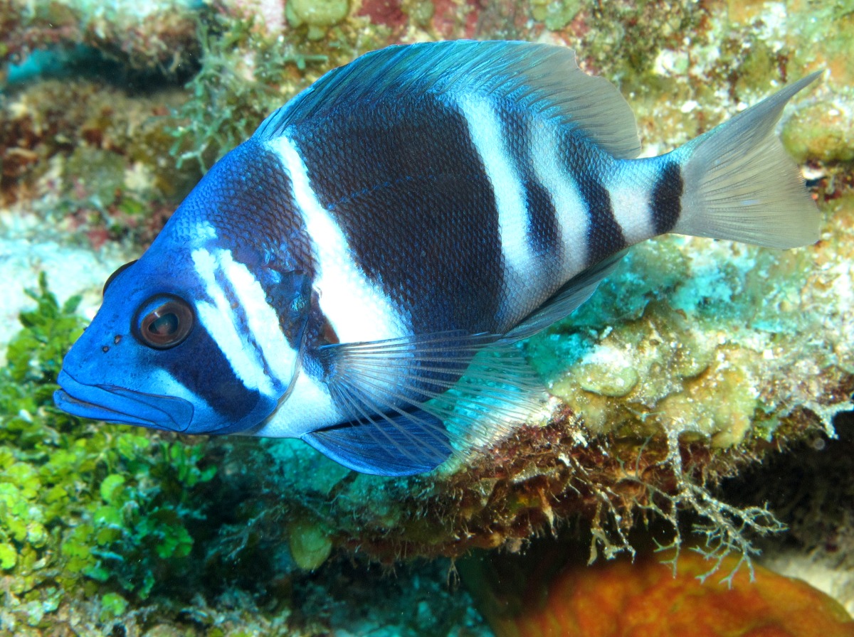 Indigo Hamlet - Hypoplectrus indigo