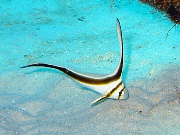 Jackknife Fish - Equetus lanceolatus
