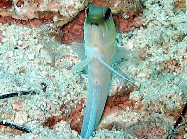 Yellowhead Jawfish - Opistognathus aurifrons