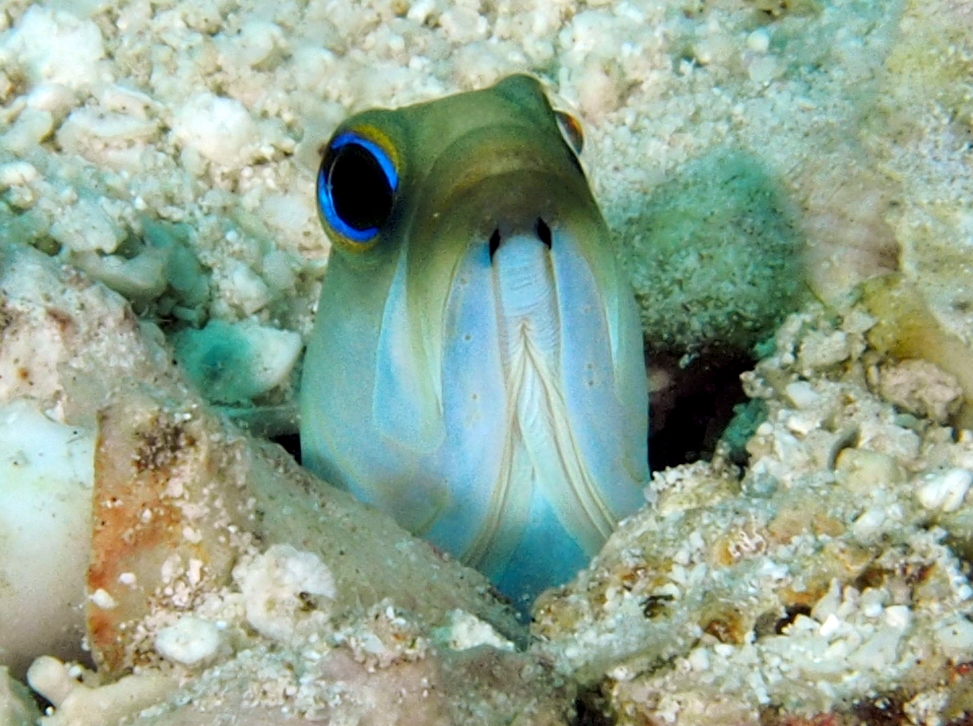 Yellowhead Jawfish - Opistognathus aurifrons
