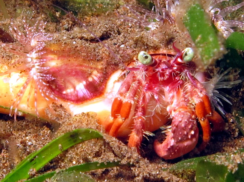 Jeweled Anemone Hermit Crab - Dardanus pedunculatus