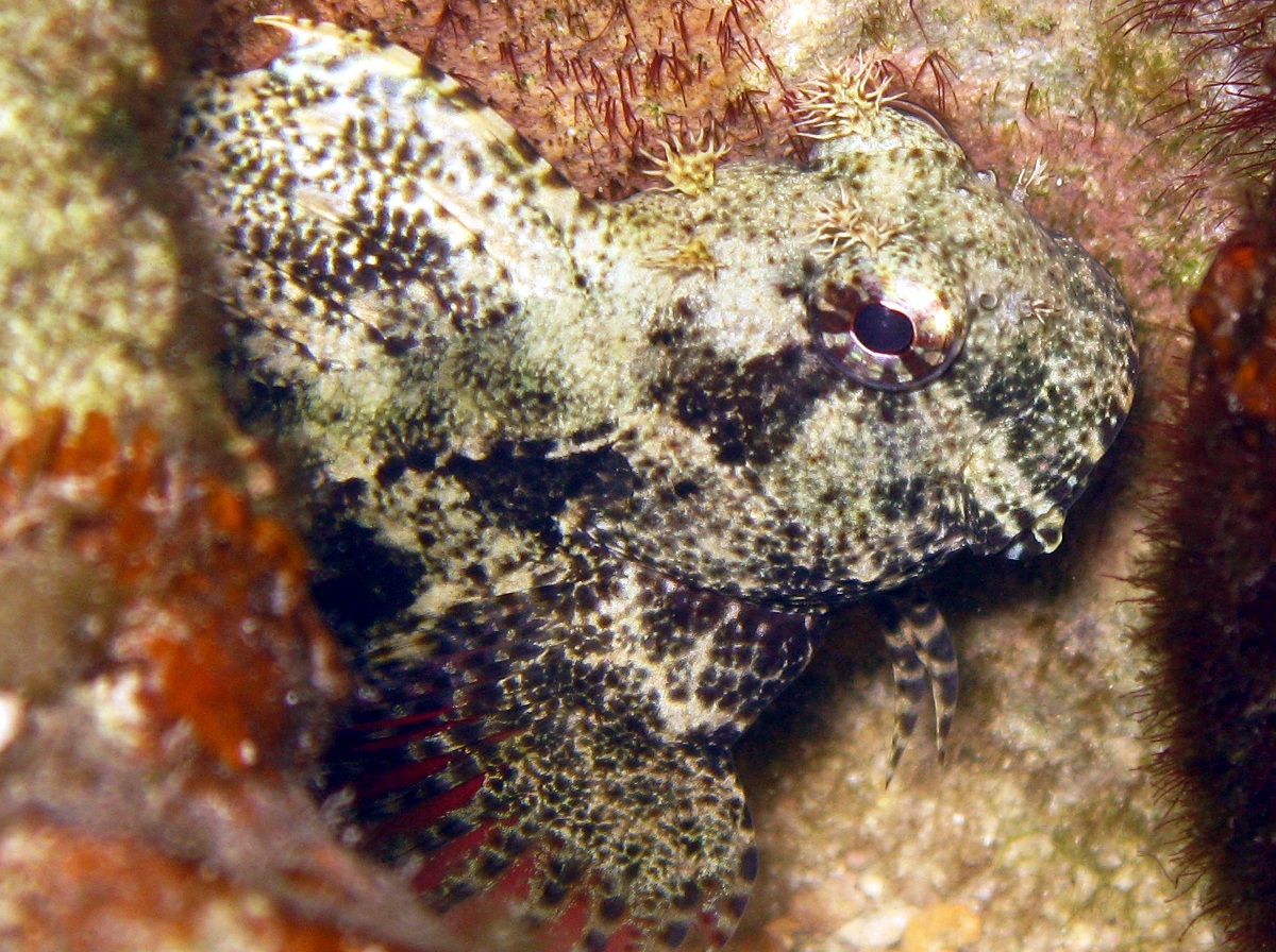 Jewelled blenny - Salarias fasciatus - Palau