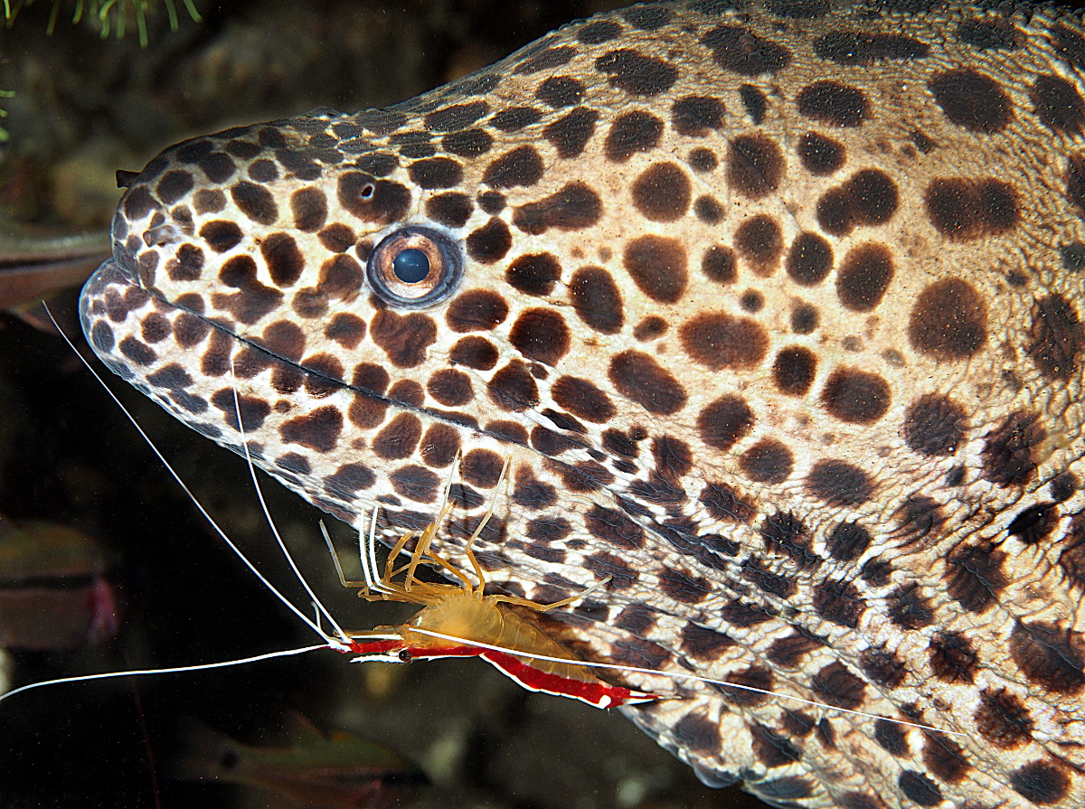 Laced moray Eel - Gymnothorax favagineus