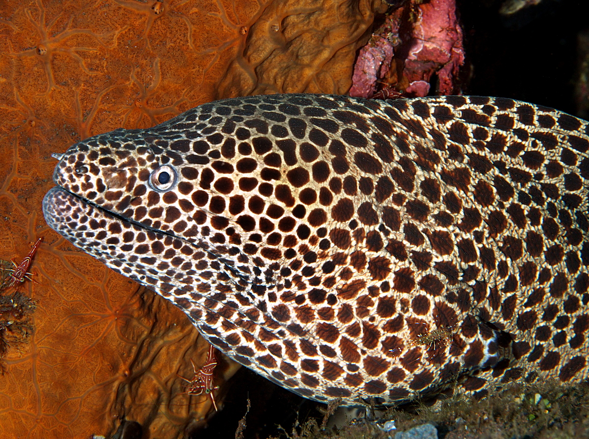 Laced moray Eel - Gymnothorax favagineus
