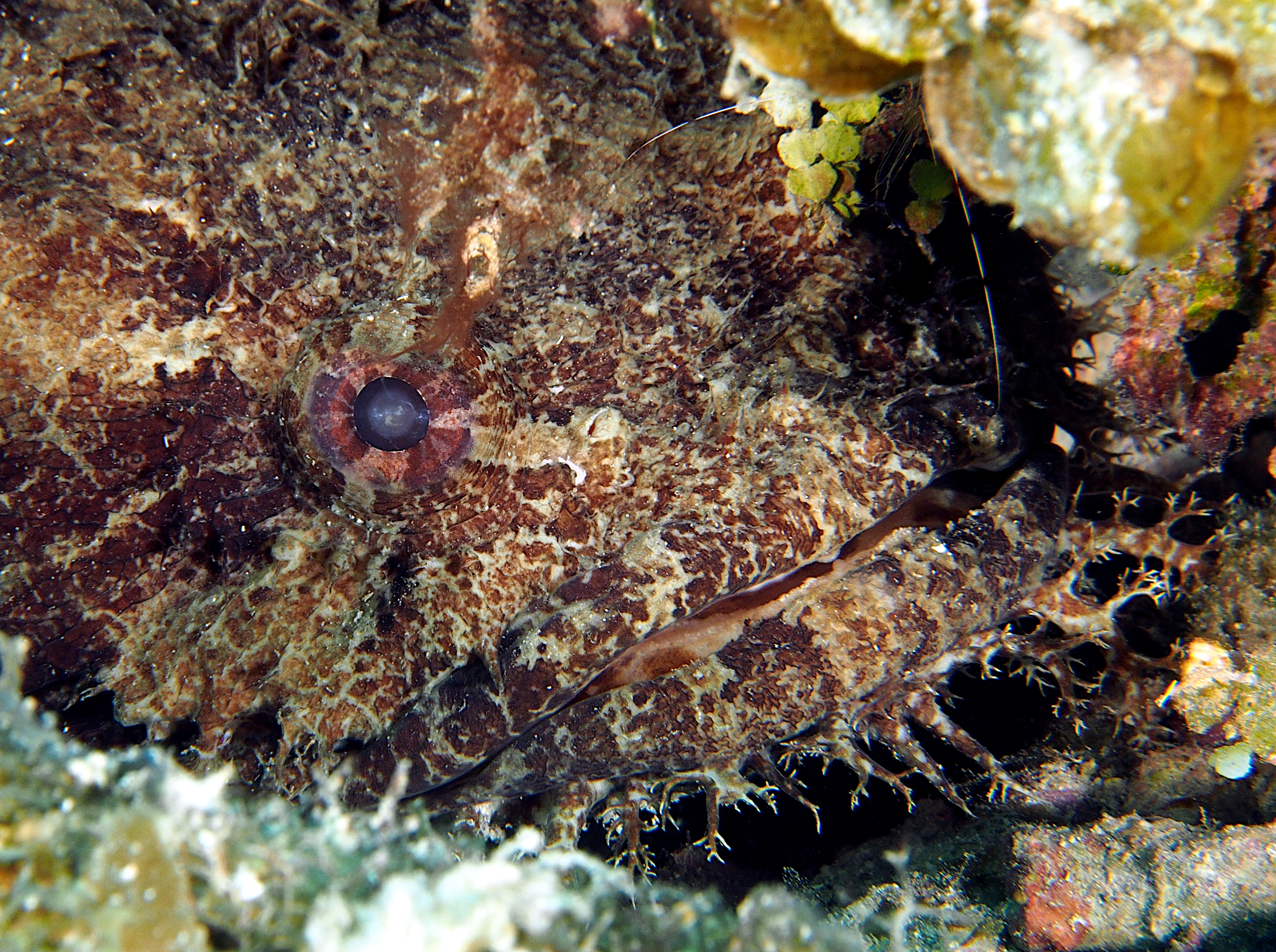 Large-Eye Toadfish - Batrachoides gilberti