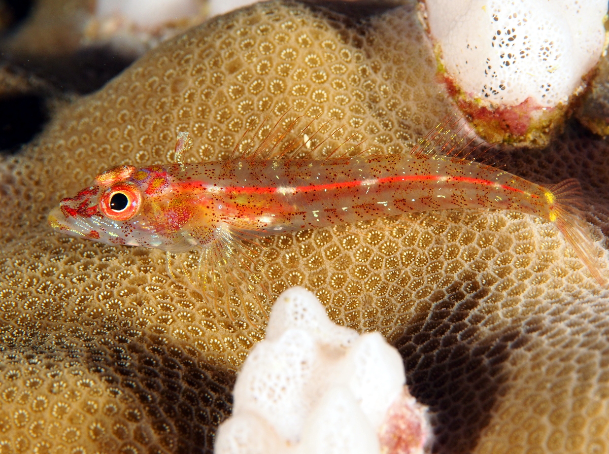 Largemouth Triplefin - Ucla xenogrammus