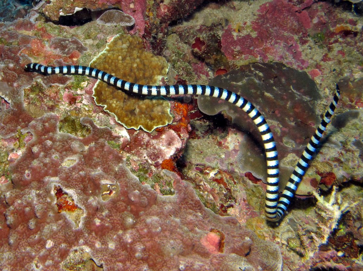 Blue-Lipped Sea krait - Laticauda laticaudata