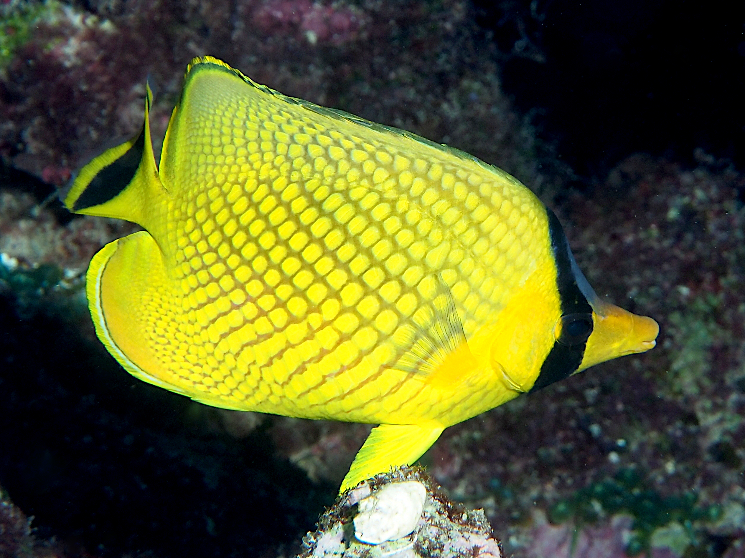 Latticed Butterflyfish - Chaetodon rafflesii