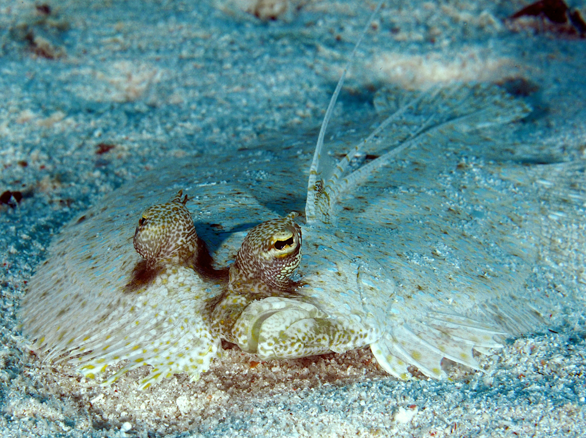 Leopard Flounder - Bothus pantherinus