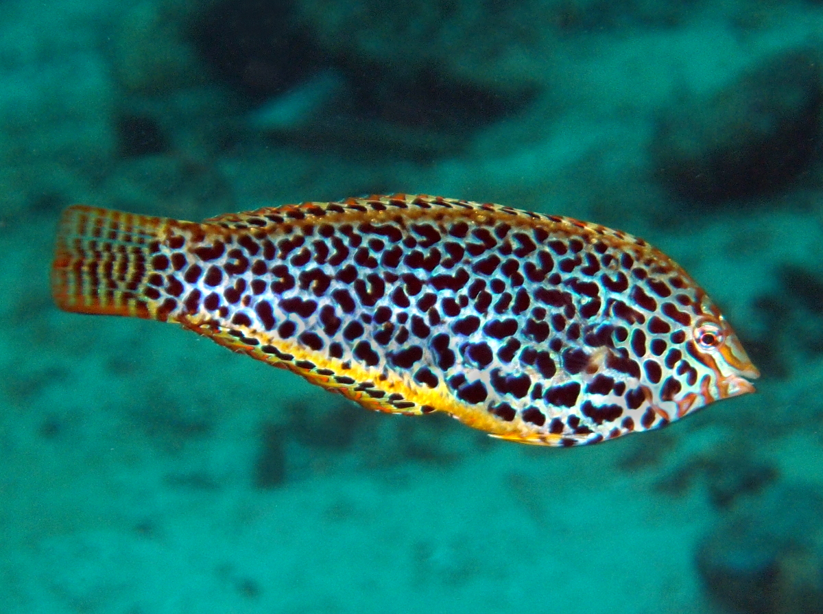 Leopard Wrasse - Macropharyngodon meleagris
