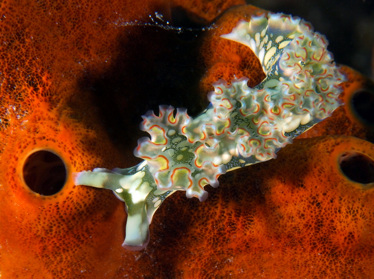 Lettuce Sea Slug - Elysia crispata