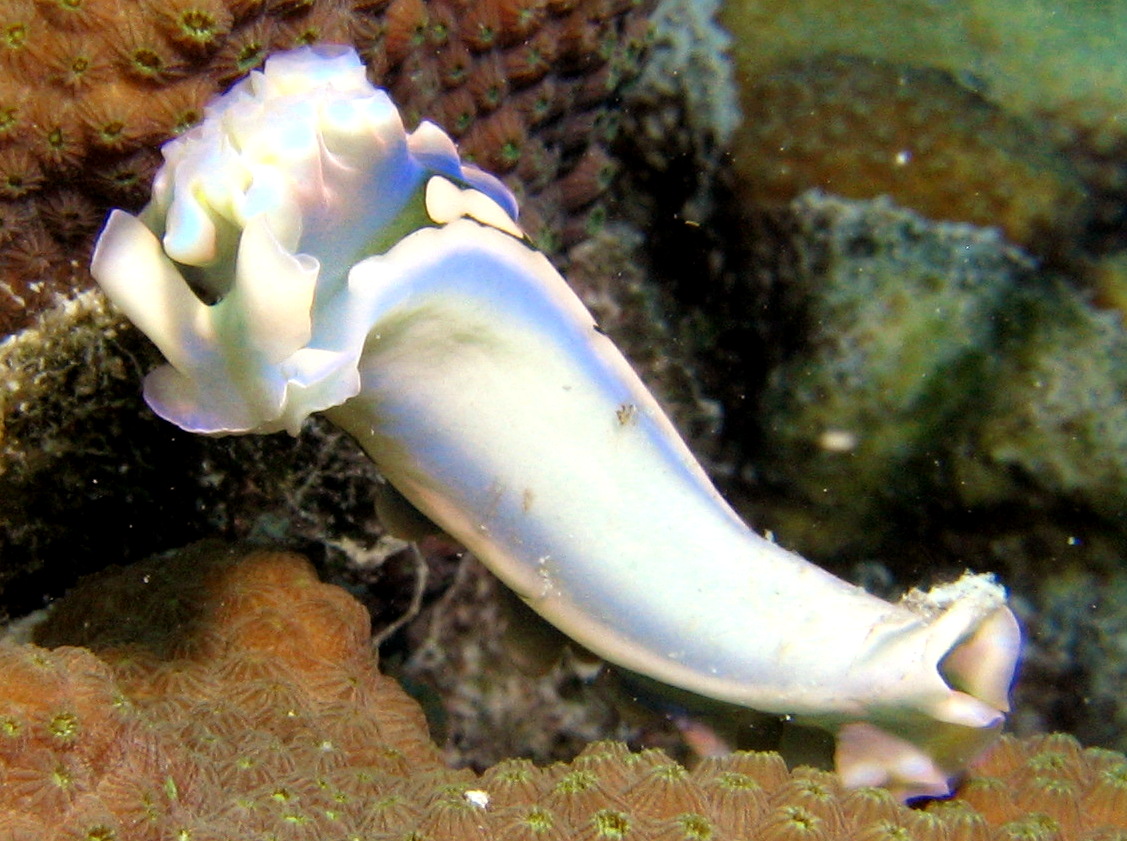 Lettuce Sea Slug - Elysia crispata