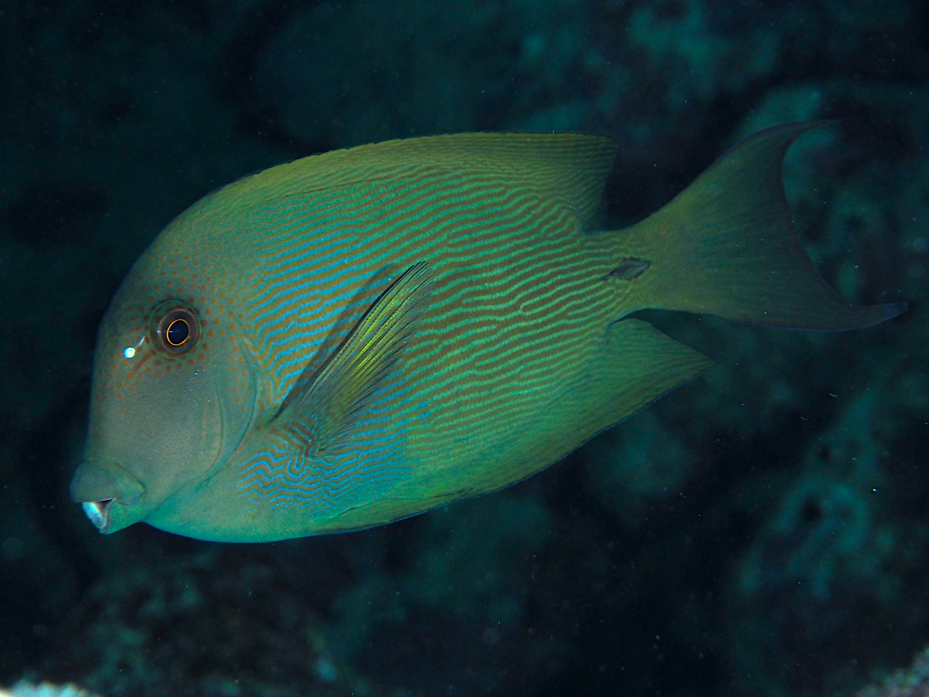 Lined Bristletooth - Ctenochaetus striatus