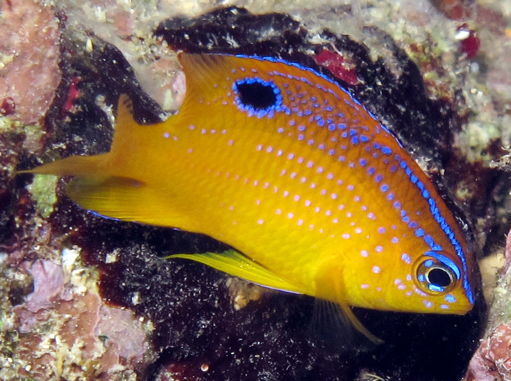 Longfin Damselfish - Stegastes diencaeus