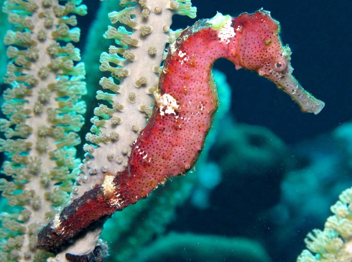 Longsnout Seahorse - Hippocampus reidi