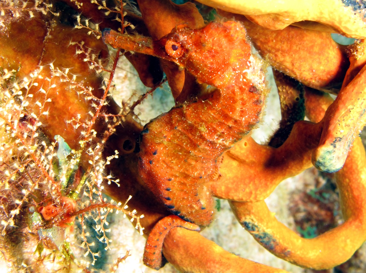 Longsnout Seahorse - Hippocampus reidi