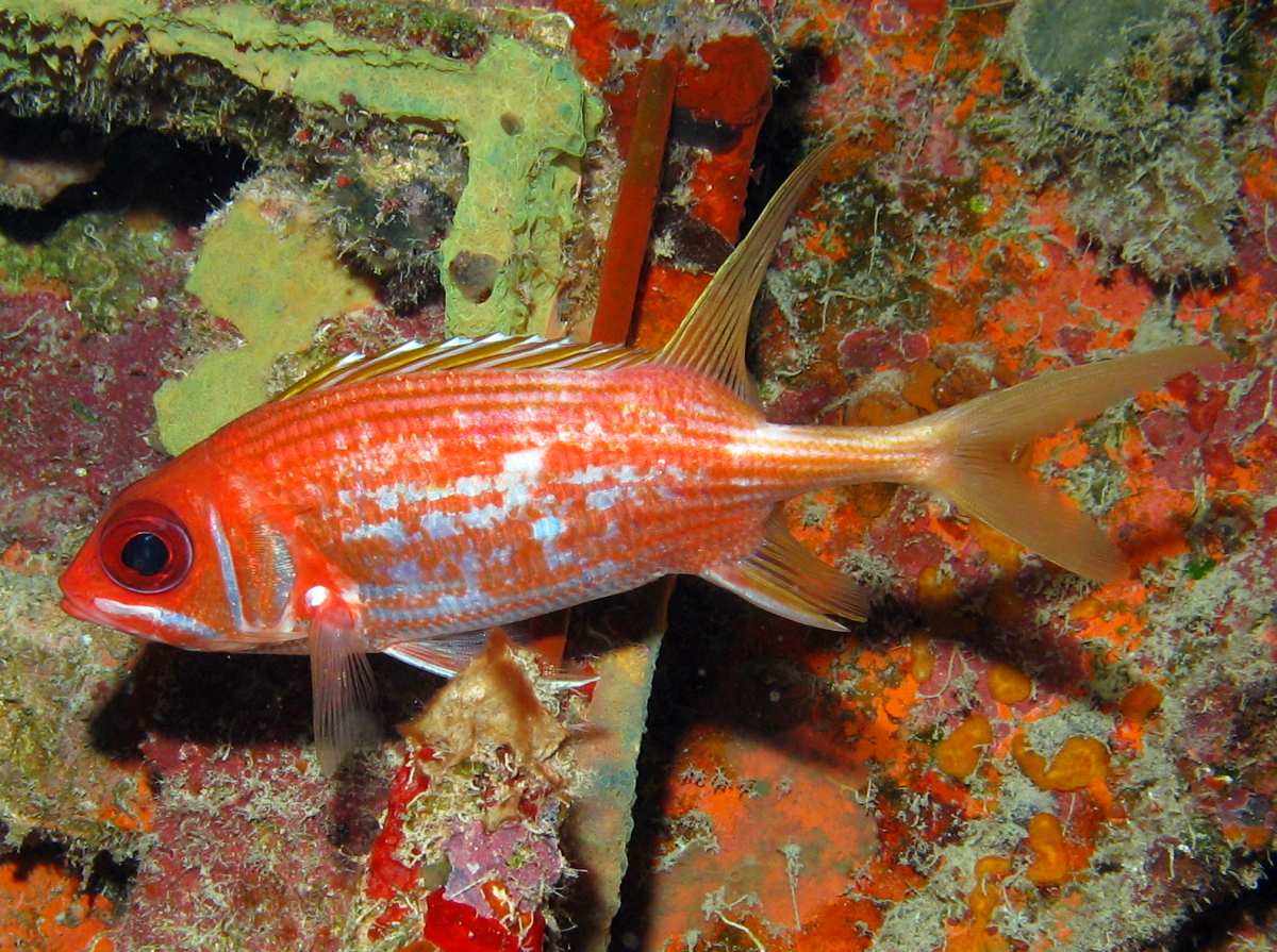 Longspine Squirrelfish - Holocentrus rufus